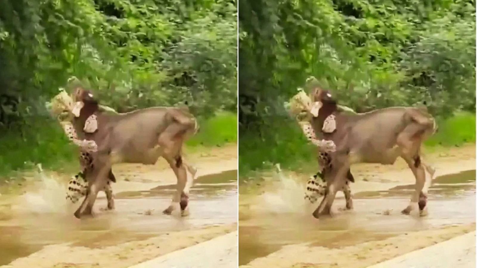 जंगल में ममता की ताकत, बछ़ड़े को बचाने के लिए खूंखार तेंदुए से भिड़ गई गाय !