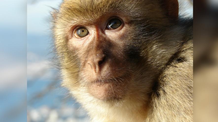 रामपुर में बंदर ने 'लूटे' 1 लाख रुपये