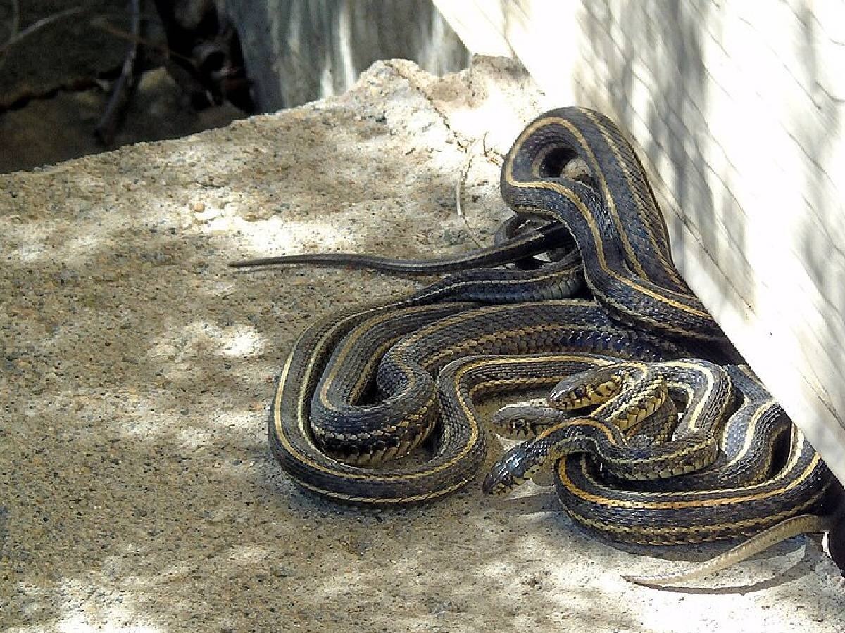 हर महीने की कमाई 11 लाख रुपये, 60 हजार सांप पालती है ये युवा महिला