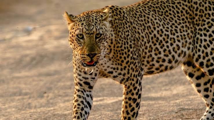 MP के धार में तेंदुए की दहशत