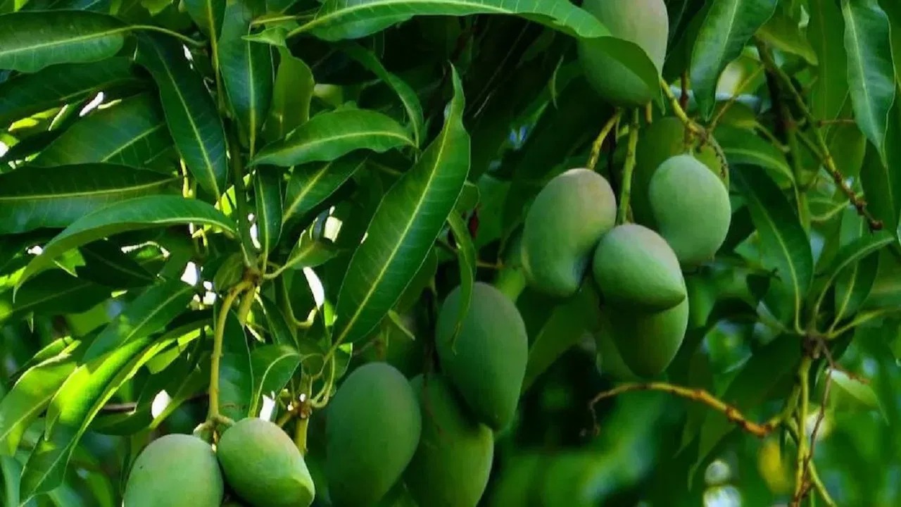 चर्चा में इस शहर का कानून, पेड़ से गिरे आम उठाने पर 3 लाख से अधिक का जुर्माना!