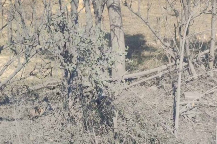CG Forest Survey: रामसर वेटलैंड पर कोयला कारोबार का संकट, 5 किमी दायरे में 2 कोल वाशरी और 9 कोल डिपो 9 3090 cg forest survey 685850827005950 442342726158302995519 455693 088535294676893