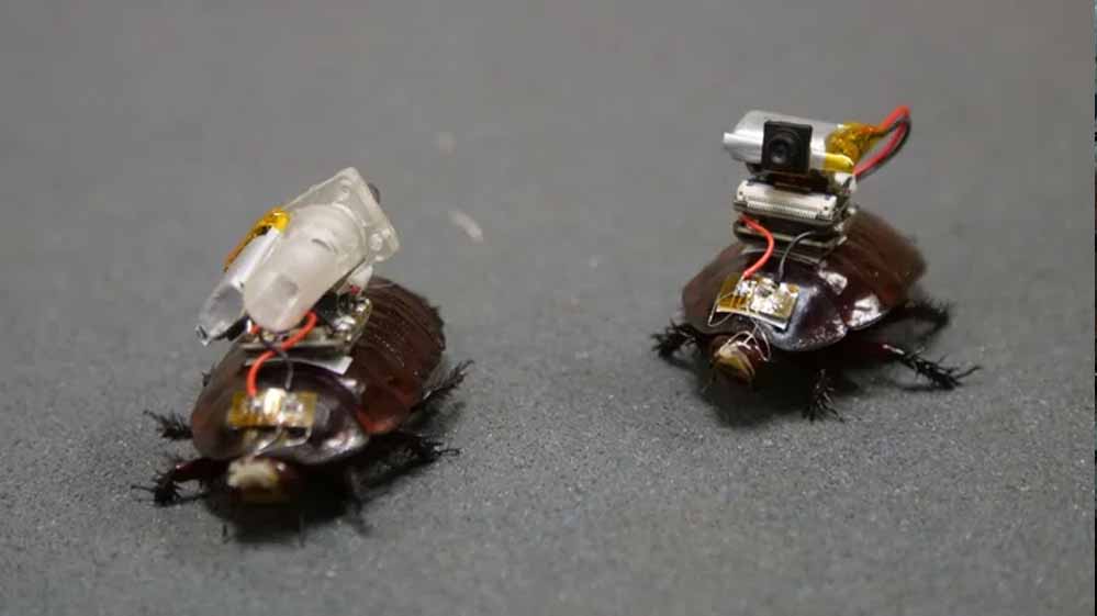 Cockroach Drone: इजरायल की रोबोटिक कीड़ों की रिसर्च, कॉकरोच ड्रोन पर हो रहा काम 27 24 29 1